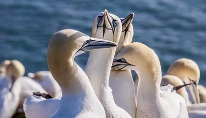 天博体育娱乐平台-22岁生日礼！苏翊鸣82.41分封王，五朝元老徐梦桃卫冕，中国冬奥代表团一夜夺两金