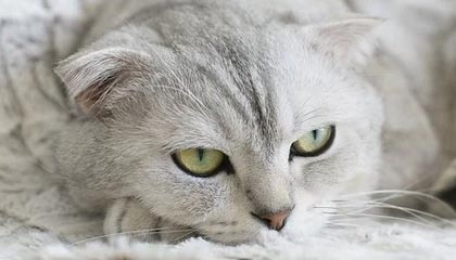 天博体育娱乐平台-22岁生日礼！苏翊鸣82.41分封王，五朝元老徐梦桃卫冕，中国冬奥代表团一夜夺两金