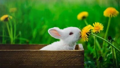 天博体育娱乐平台-22岁生日礼！苏翊鸣82.41分封王，五朝元老徐梦桃卫冕，中国冬奥代表团一夜夺两金